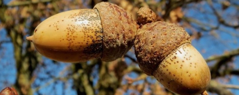 榛子树种植几年结果，附生长习性（榛子树能结几年果）