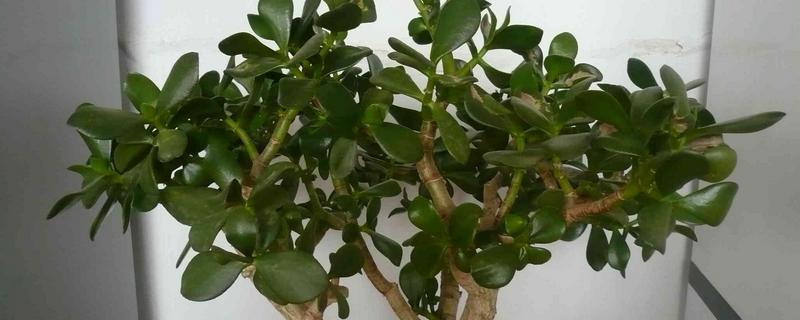 燕子掌能净化空气吗（燕子掌能净化空气吗视频）