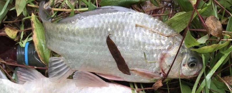 土鲫鱼可以长到多大，吃什么长得快 野生土鲫鱼多久才能长到一斤以上