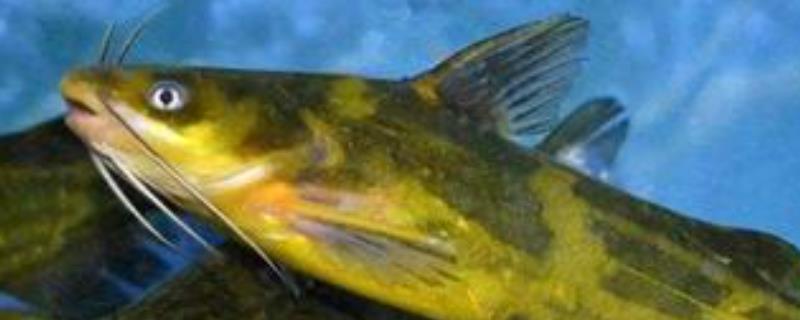 黄颡鱼的饲料配方，附投喂方法 黄颡鱼投喂技术
