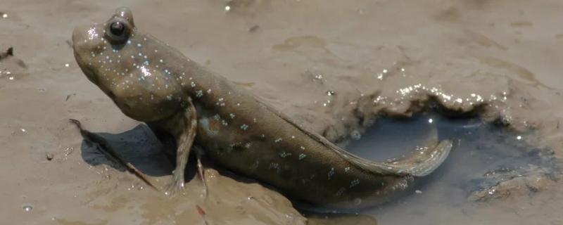 跳跳鱼以什么食物为主，怎样饲养（跳跳鱼喂食）