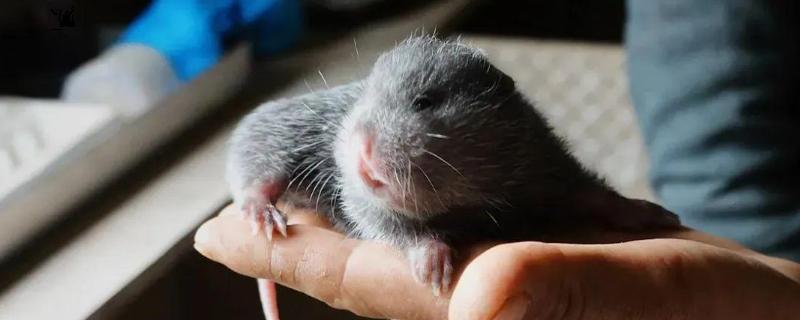 竹鼠常见疾病防治技术，原因与症状 竹鼠生病了