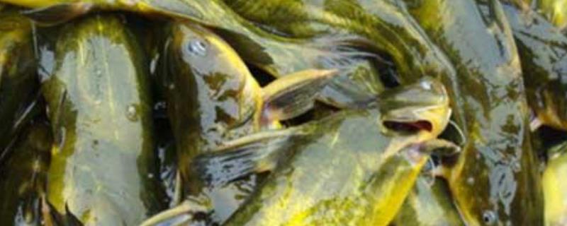 黄颡鱼吃什么食物 黄颡鱼吃什么食物长得快