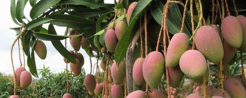 芒果怎么催熟不烂（芒果怎么催熟）