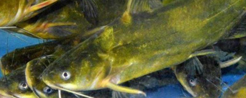 黄颡鱼疾病防治技术，详细介绍症状及防治方法