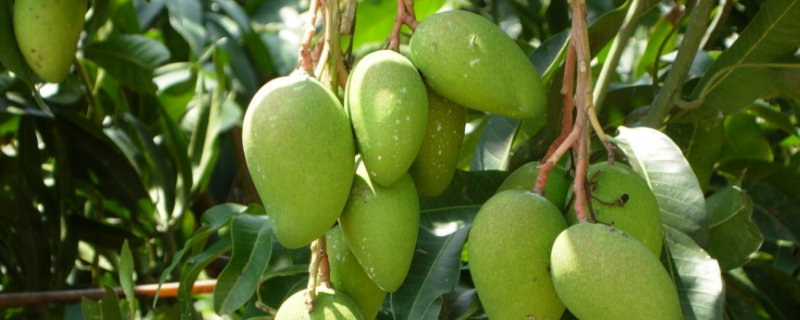 芒果产地在哪里(小台芒果产地在哪里)