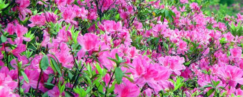 毛鹃什么时候开花(毛鹃的花期)