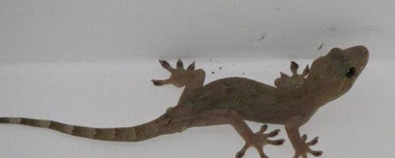 壁虎和蜥蜴的区别，详细介绍 蜥蜴和壁虎的区别各有什么不同之处