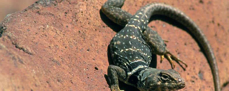 蜥蜴是两栖动物吗 蜥蜴是两栖动物吗视频