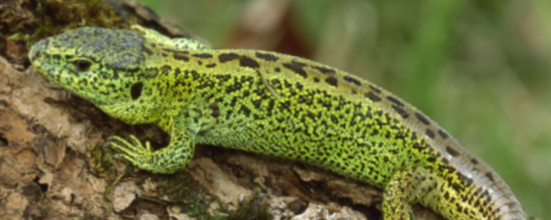 蜥蜴是什么颜色的（蜥蜴是什么颜色的血）