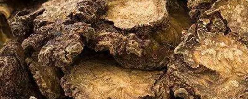 川芎种子多少钱一斤 川芎种子哪里有卖的