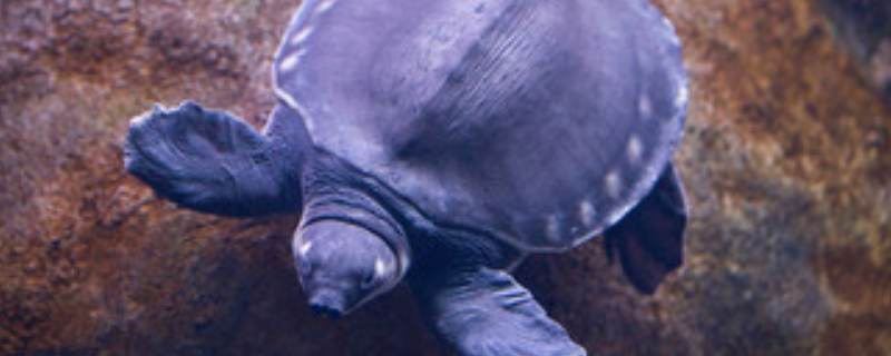 猪鼻龟吃什么比较好 猪鼻龟吃什么最好