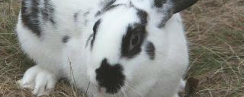 大流士兔子多少钱一只 大流士兔子多少钱一斤