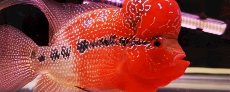 罗汉鱼的寿命有多长,罗汉鱼寿命影响的因素