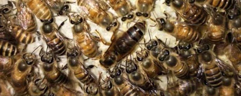 没有蜂王怎么养好蜜蜂，详细介绍 只有蜂王怎么养