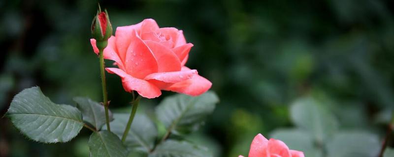 月季花叶子发黄怎么办 月季花花期叶子发黄掉叶子怎么办