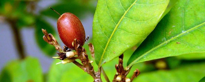 神秘果产地在哪里（神秘果是哪里的特产）
