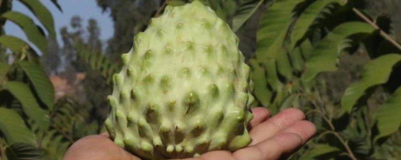 释迦果怎么催熟 没熟的释迦果怎么催熟