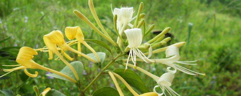 金银花苗多少钱一棵 金银花苗多少钱一棵产地绍阳