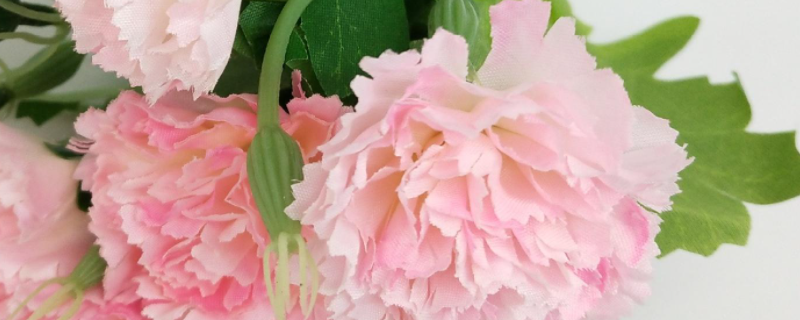 康乃馨和玫瑰的区别，详细介绍