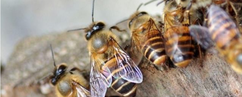 工产群怎么介王安全，附介王时间（工产群怎样介王）