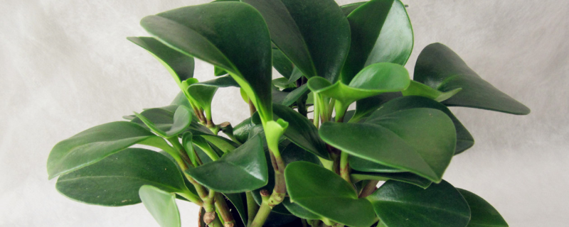 豆瓣绿怎么繁殖（豆瓣绿怎么繁殖能水培吗）