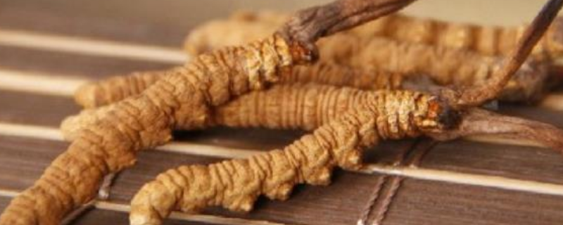 一根冬虫夏草多少钱