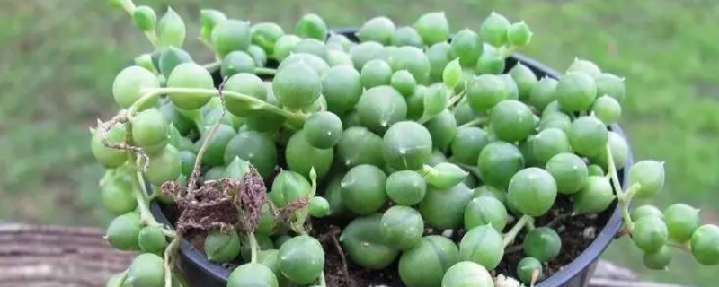 珍珠吊兰多少钱一盆（珍珠吊兰怎么种）