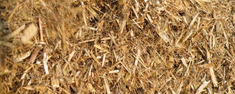 花生秧有什么用途（花生秧子有什么用处）