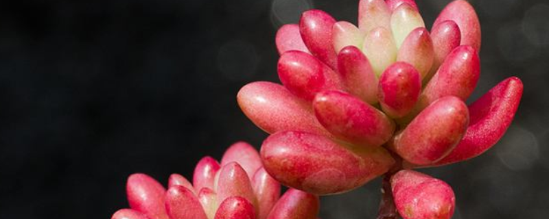 虹之玉掉叶子怎么办 虹之玉掉叶子怎么补救