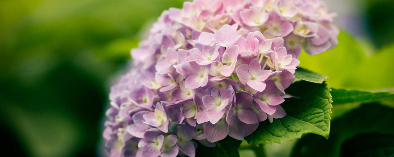 绣球花多少钱一盆（绣球花多少元）