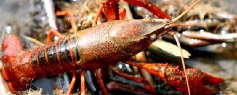 小龙虾苗多少钱一斤 小龙虾苗多少钱一斤哪里有卖