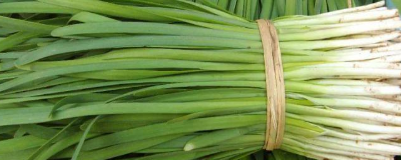 韭菜种子价格及种植方法,附播种方法与病虫害防治