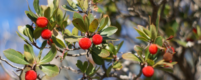 杨梅树苗多少钱一株（杨梅树一棵多少钱）
