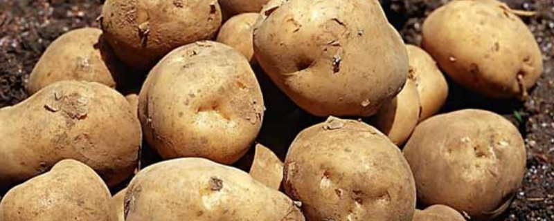 土豆什么时候进入中国 土豆什么时候进入中国的