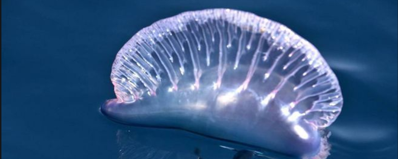 僧帽水母真的有剧毒吗 盒水母和僧帽水母哪个更毒