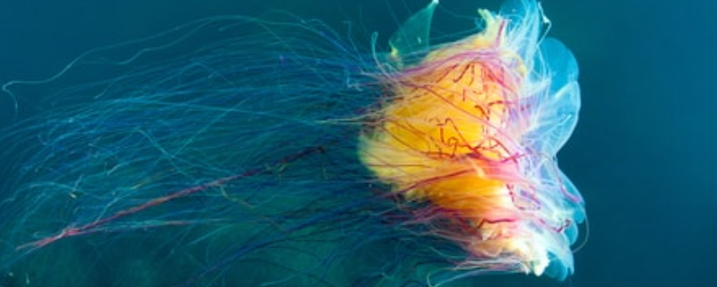狮鬃水母到底有多大（最大的狮鬃水母有多大）