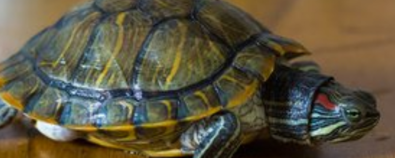 养乌龟有什么禁忌 养乌龟有什么禁忌吗?