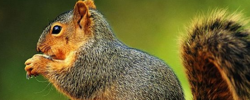 松鼠是保护动物吗 松鼠是保护动物吗能吃吗
