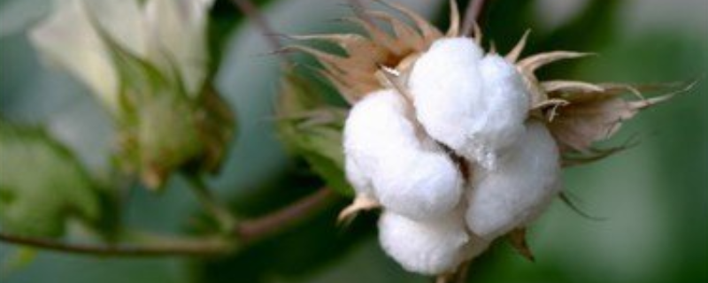 棉花什么时候进入中国 棉花什么时候进入中国种植