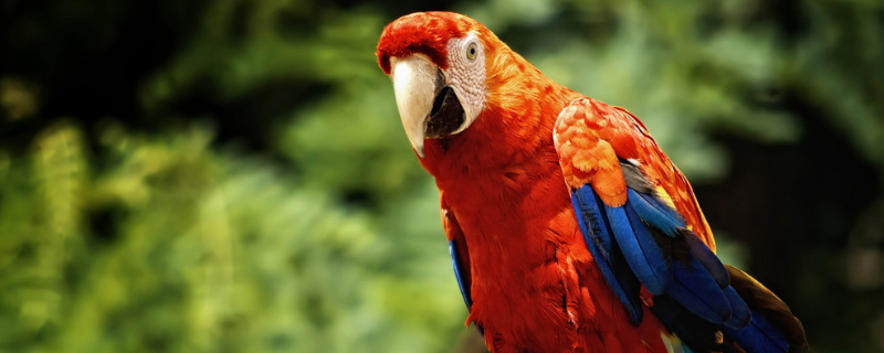 鹦鹉为什么会说话（鹦鹉为什么会说话 简单回答）