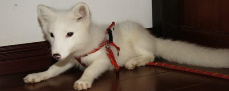 狐狸可以当宠物养吗（狐狸可以当宠物养吗?）