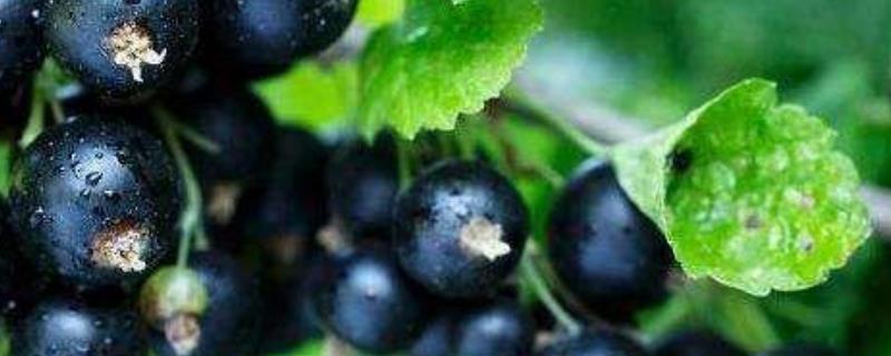 新鲜黑加仑多少钱一斤（一斤黑加仑大概多少个）