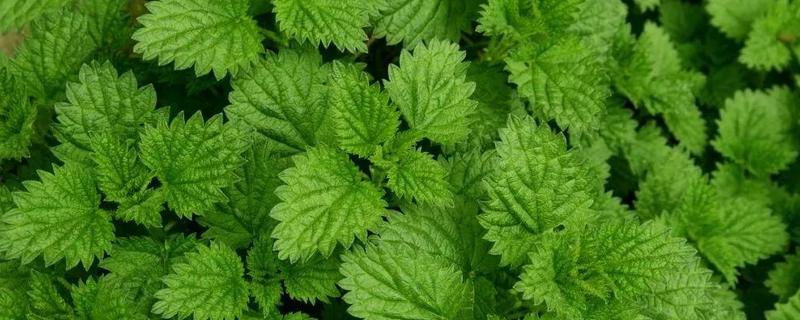 薄荷能净化空气吗（薄荷能净化空气吗的英文）