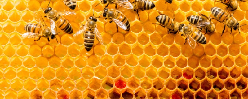 蜂巢是怎么形成的，蜜蜂都能泌蜡吗（蜂巢蜜有蜡）