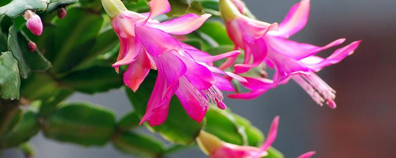 蟹爪兰叶子发软怎么办（新种的蟹爪兰叶子发软怎么办）