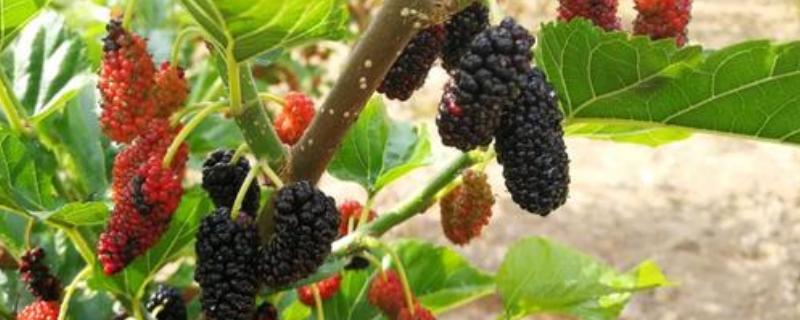 桑葚产地有哪些 桑葚干什么产地的好