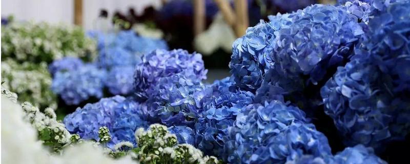 绣球花什么时候开花 绣球花什么时候开花,绣球花一年开几次花