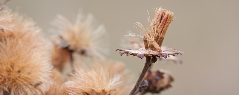 柴胡种子多少钱一斤，柴胡种植技术 柴胡亩产种子多少斤
