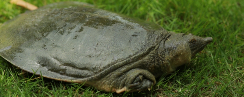 甲鱼苗多少钱一只，甲鱼的饲养管理（甲鱼苗多少钱一条）